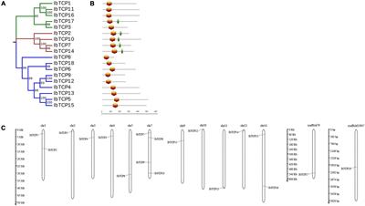 Genome-Wide Identification of TCP Transcription Factors Family in Sweet Potato Reveals Significant Roles of miR319-Targeted TCPs in Leaf Anatomical Morphology